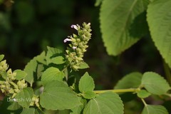 Anisomeles indica